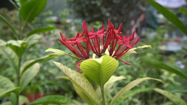 Red ixora flowers bloom among lush green foliage in a natural garden setting
