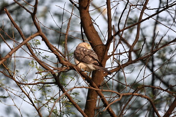 Shikra
