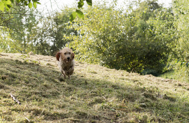 Grand Basset Griffon Vendeen nach dem Schwimmen im Bach