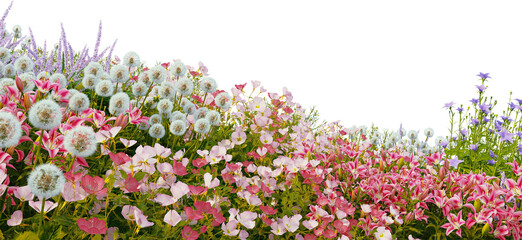 3D render of colorful flower field on a hill with transparent background.	