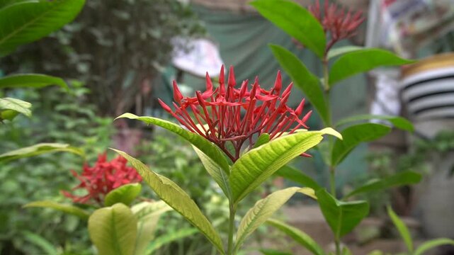 Red ixora flowers is centered, surrounded by green foliage in a garden setting