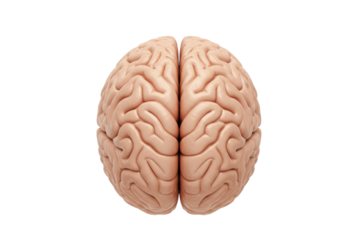Isolated human brain anatomy cerebrum, anatomical model depicting brain matter features