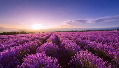 Obraz premium soft diffused light illuminates a serene field of lavender flowers in full bloom highlighting their vibrant purple colors and creating a peaceful ambiance