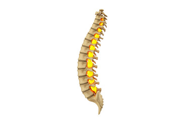 Isolated human vertebral column side view anatomy showing discs in orange color