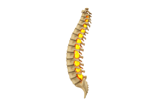 Isolated human vertebral column side view anatomy showing discs in orange color