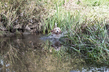 Grand Basset Griffon Vendeen genießt die Abkühlung im Wasser