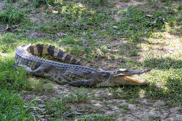 The thai crocodile rest on the garden
