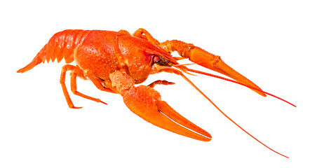 red boiled crayfish, isolated on white background with clipping path