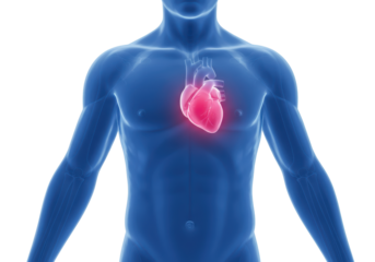 Isolated human body illustration depicting heart circulatory system, chest area, medical