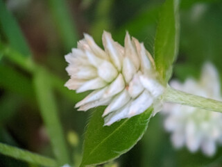 flower of a flower