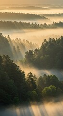 Sunrise Over Foggy Forested Mountain Landscape with Tall Trees and Soft Golden Light