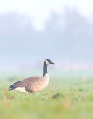 Obraz premium Goose in a misty field