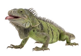 Green iguana, side profile, open mouth