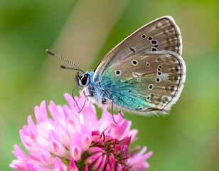 Obraz premium Close-up of a butterfly on a pink flower (1)