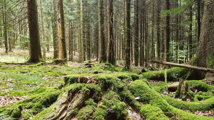 wild green forests of the Black Forest. deforestation