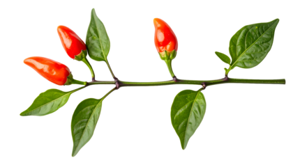 Thai bird’s eye chili branch with three ripe red peppers and glossy green leaves, fresh spicy capsicum sprig on isolated background