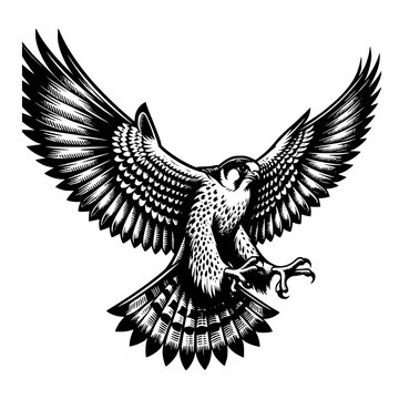 A falcon  in an aggressive postion image illustration vector