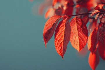 Autumn leaves against a muted backdrop