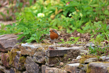 European robin standing on stone wall in garden; small bird with orange breast facing camera and head turned, surrounded by greenery and plants in outdoor setting