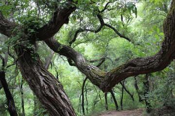 Fototapeta premium Austin Trees. Intertwined Forest Trees in Greenbelt with Moss-Covered Twisting Branches