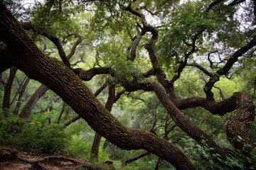 Obraz premium Austin Trees: Intertwined Forest on the Greenbelt with Moss-Covered Twisting Branches
