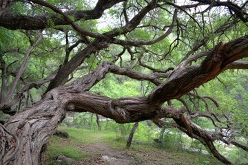 Fototapeta premium Austin Trees Intertwined on the Greenbelt. A Nature Forest with Twisting Tree Branches and Moss