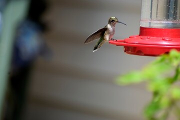 hummingbird on feeder