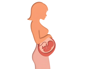 Pregnant woman silhouette showing fetus development isolated on transparent background