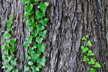 wild oak tree bark
