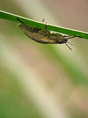 Rice Ecosystem: Why Do Elephant Beetles (Curculionidae) Affect Crop Yields?