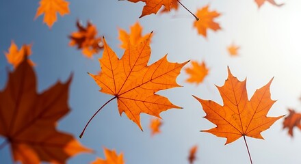 Vibrant Orange Autumn Leaves Falling.