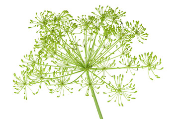 Dill herb or Anethum graveolens flower isolated on white background