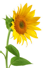 Obraz premium Sunflower isolated on a white background