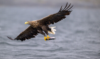 White-tailed eagle (Haliaeetus albicilla)