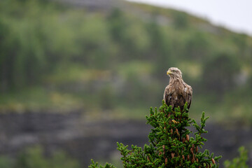 Old white-tailed eagle (Haliaeetus albicilla) in tree top