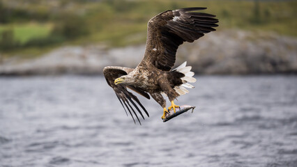 White-tailed eagle (Haliaeetus albicilla)