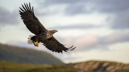 White-tailed eagle (Haliaeetus albicilla)
