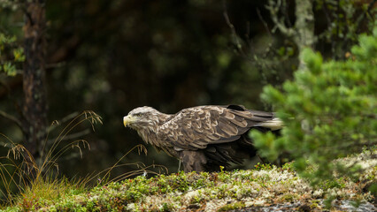 Old white-tailed eagle (Haliaeetus albicilla)