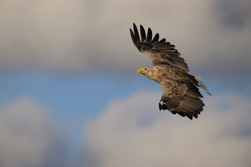 White-tailed eagle (Haliaeetus albicilla)