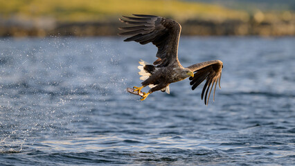 White-tailed eagle (Haliaeetus albicilla)