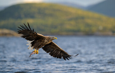 White-tailed eagle (Haliaeetus albicilla)