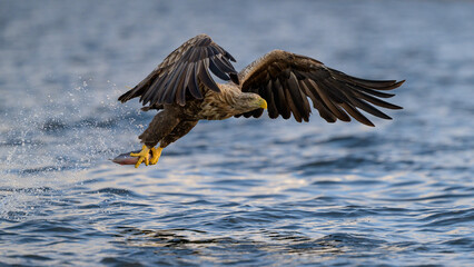 White-tailed eagle (Haliaeetus albicilla)