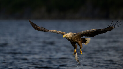 White-tailed eagle (Haliaeetus albicilla)