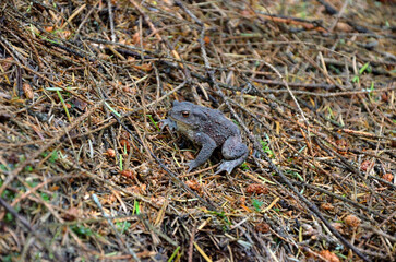 Forest ground toad