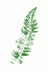 Natural Fern leaf  imprint, Grunge style, Vector, Isolated, Decorative element for design
