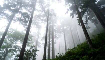 Misty forest canopy (4)