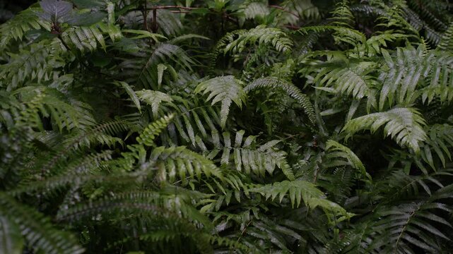 Rows of hairy, lush ferns endlessly spreading, with various green shades creating a dense, tropical feel. Thriving foliage fills the untouched, calm, and vibrant