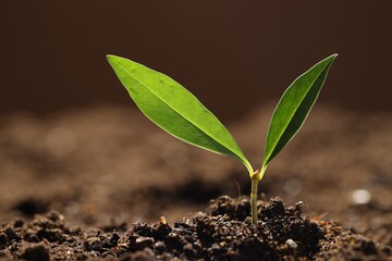Young plant with green leaves growing from soil outdoors, closeup