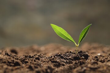 Young plant with green leaves growing from soil outdoors, closeup. Space for text