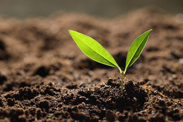 Young plant with green leaves growing from soil outdoors, closeup. Space for text